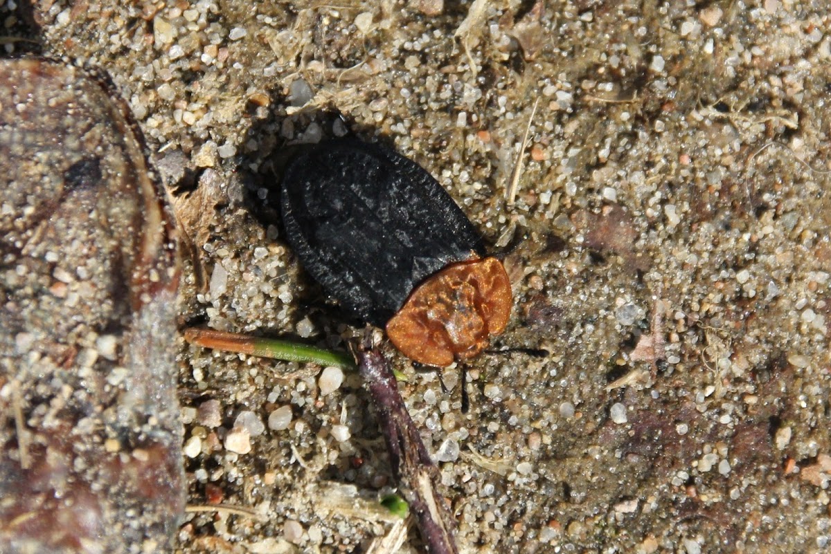 Red-breasted Carrion Beetle