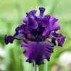 Tall Bearded Iris 'Diabolique'