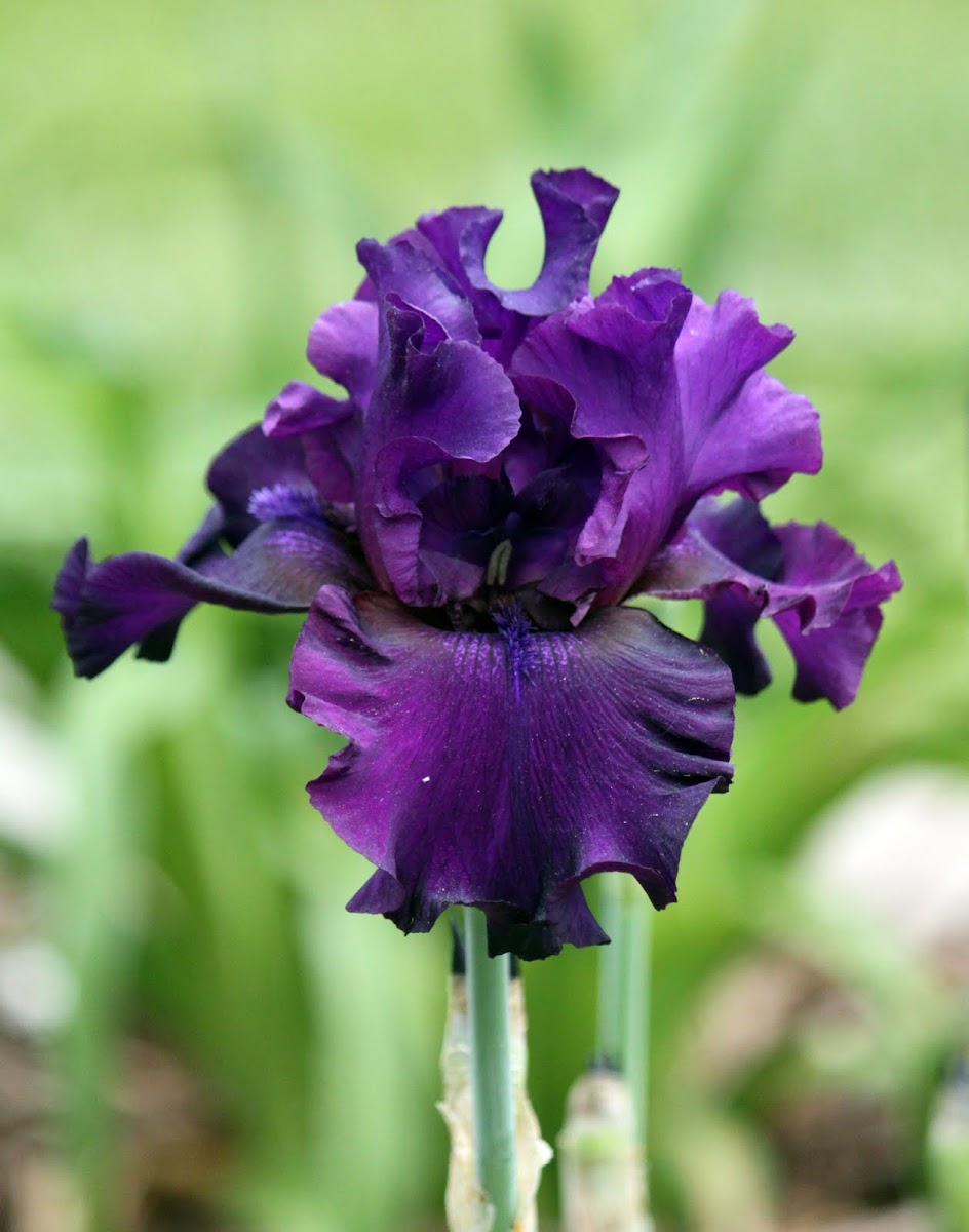 Tall Bearded Iris 'Diabolique'