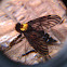 Golden-backed snipe fly