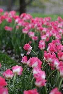 Free Download Tulip Puzzle APK for Android