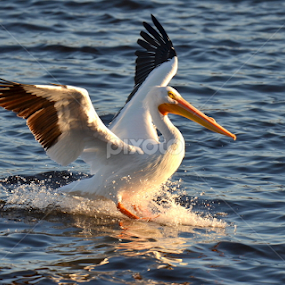 Brakes On by Nick Cancilliere - Animals Birds