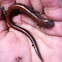 Eastern red-backed salamander