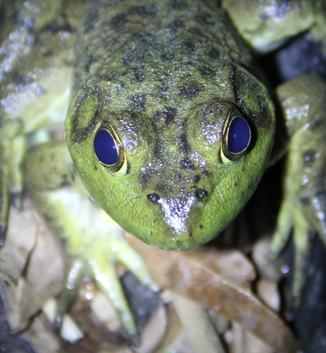 American Bullfrog