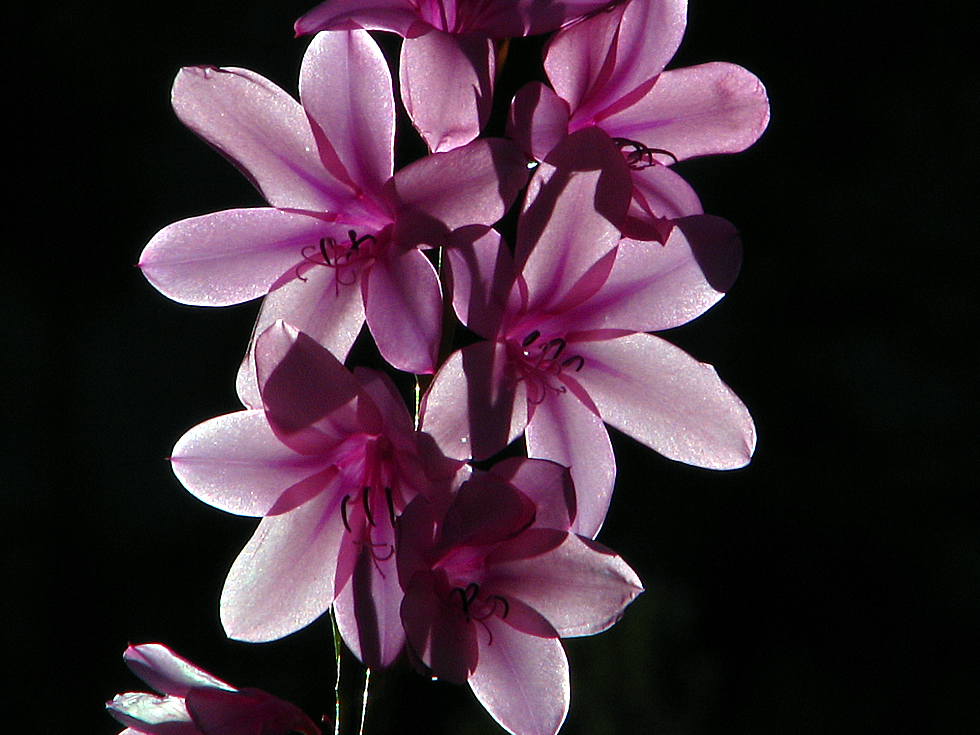 Watsonia