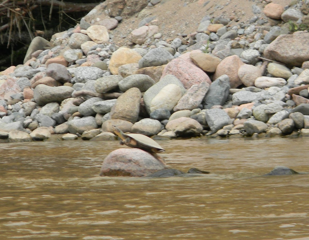 Charapa - Tortuga de Río - Magdalena River Turtle