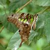 Tailed Jay, Green-spotted Jay or Green Leopard