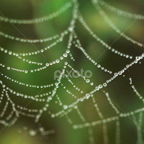 The Web by Tamal Das - Nature Up Close Webs