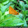 Orange Palm Dart Skipper Butterfly