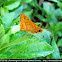 Orange Palm Dart Skipper Butterfly