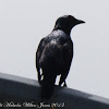 Asian Glossy Starling