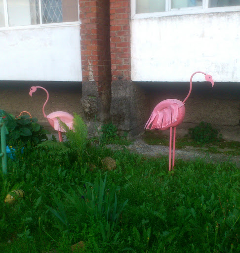 Розовые Фламинго Дети Заката