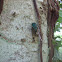 Green Cicada