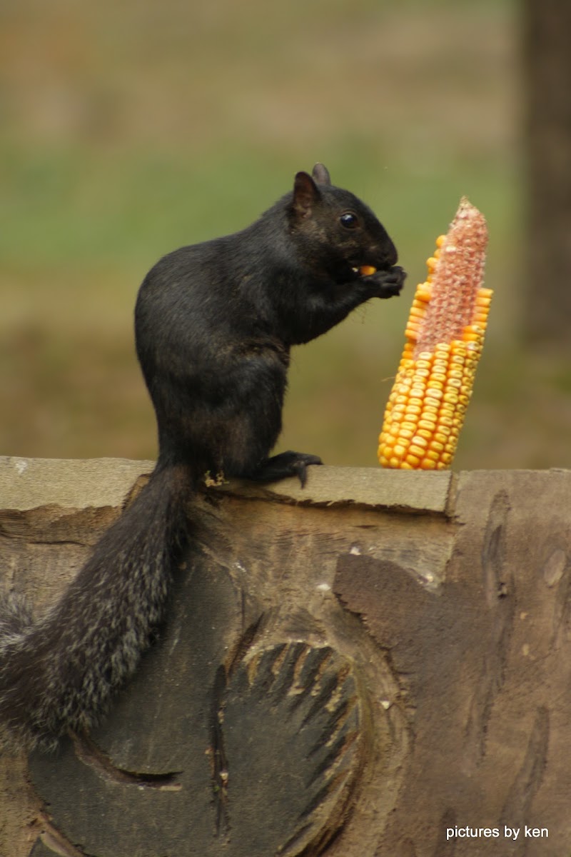 black eastern gray squirrel