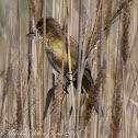 Great Reed Warbler; Carricero Tordal