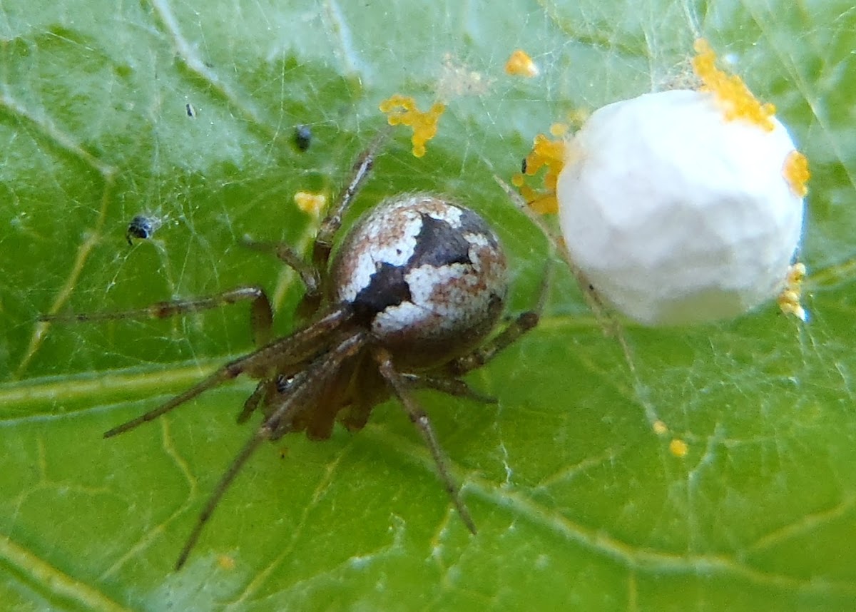 Tangle-web spiders. Araña tejedora
