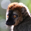 Rufous Brown Lemur