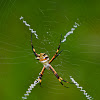 Orb-weaving Spider