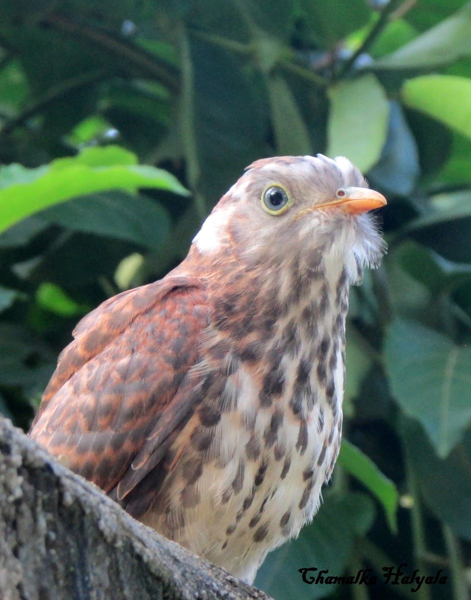 Common Hawk-Cuckoo-juvenile