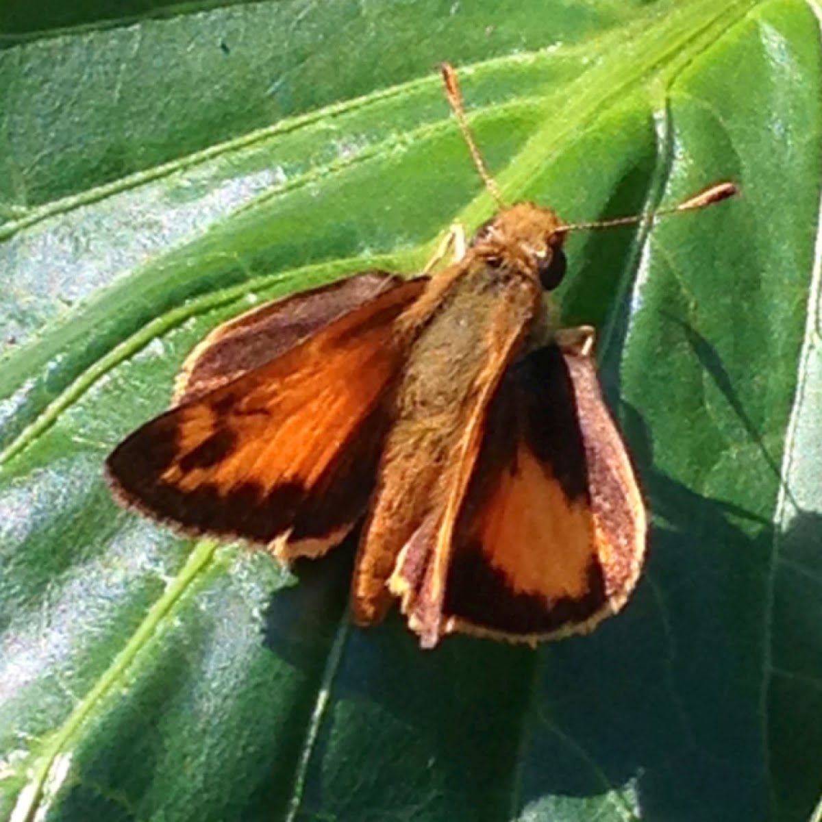 Orange moth Project Noah