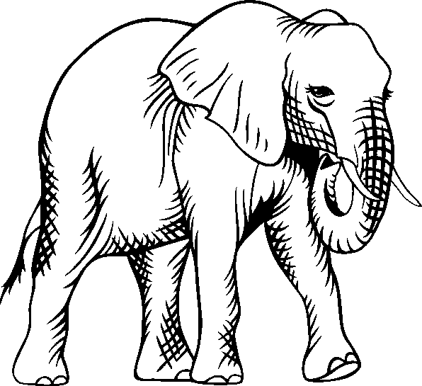 Imagenes para colorear animales en peligro de extincion - Imagui