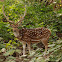 Chital deer, Spotted deer or Axis deer