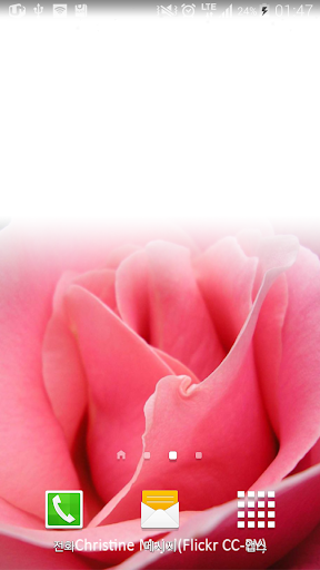 touching pink rose wallpaper