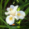 White Cut Flower Iris