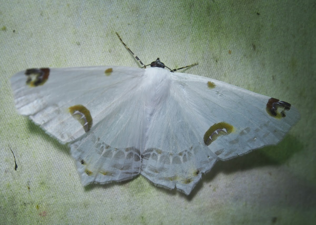 Possibly: Amazon Silky White