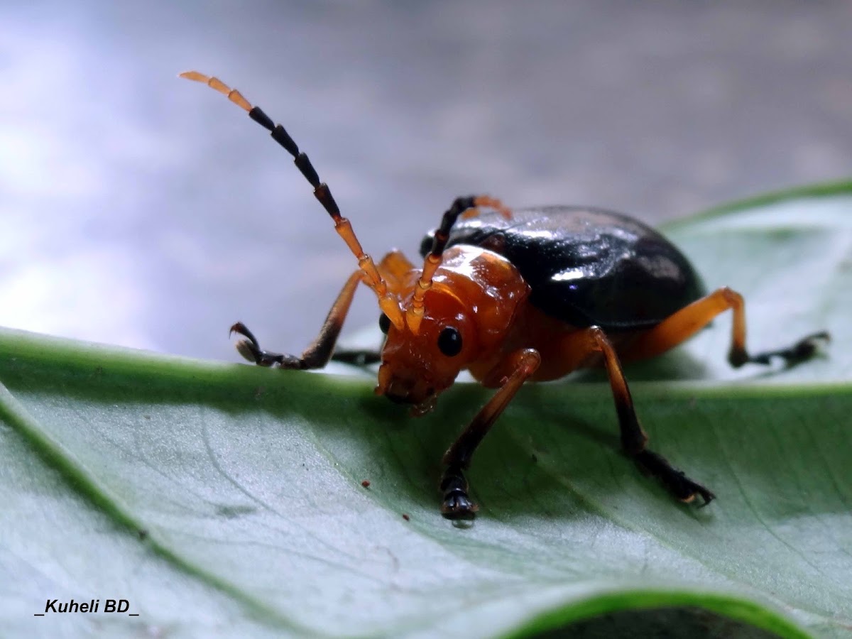 Leaf beetle