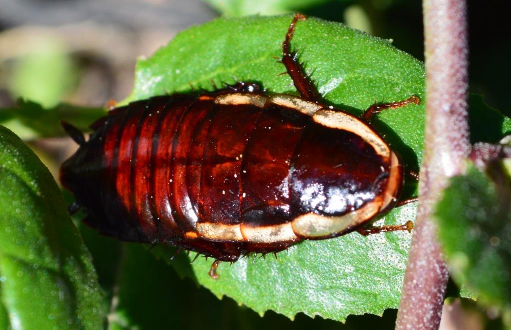 Gisbourne cockroach