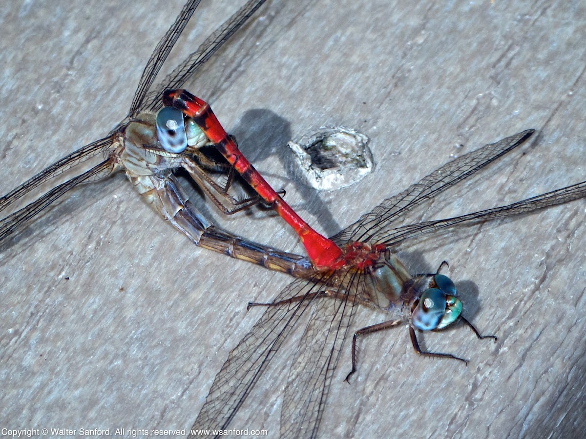 Blue-faced Meadowhawk dragonflies (mating pair)