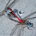 Blue-faced Meadowhawk dragonflies (mating pair)
