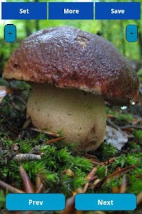 Free Mushrooms wallpapers APK for PC