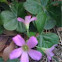 Violet Wood Sorrel, Oxalis violacea