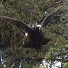 Kākā