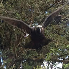 Kākā