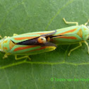 Rhododendron Leafhopper (couple)