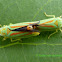 Rhododendron Leafhopper (couple)