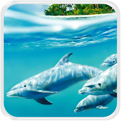 Dolphin Live Wallpaper LOGO-APP點子