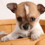 Dog Puzzle: Chihuahua Apk