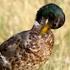 Mallard / wild duck