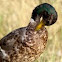 Mallard / wild duck
