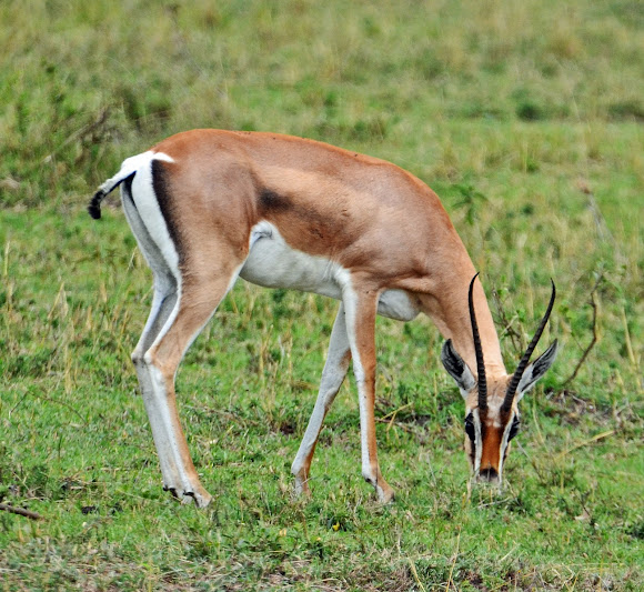 all white gazelles
