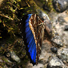 Morph butterfly