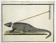 Galerella pulverulenta or Herpestes pulverulentus (Cape gray mongoose)