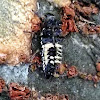 Multicolored Asian Ladybeetle (larva)