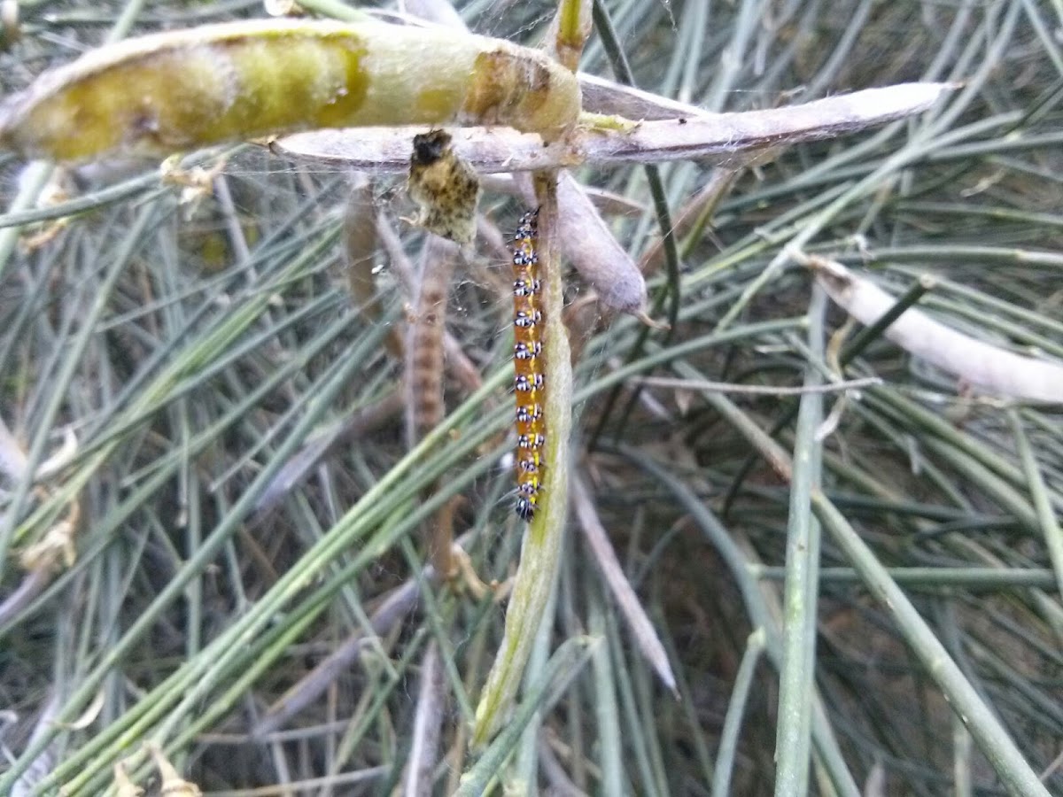 Genista broom moth caterpillar