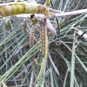 Genista broom moth caterpillar