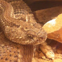 Aruba island rattlesnake